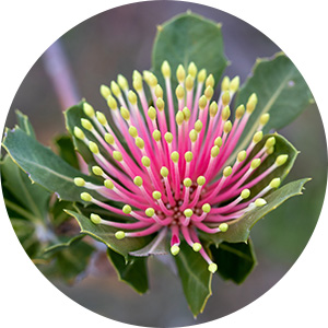 Flowers_Banksia cuneata